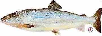 Salmon